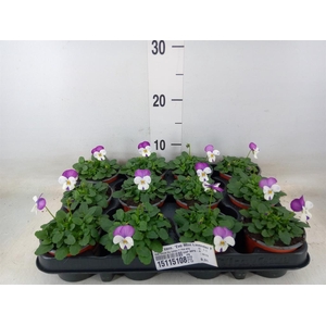 Viola corn. 'Evo Mini Lavender Pk'