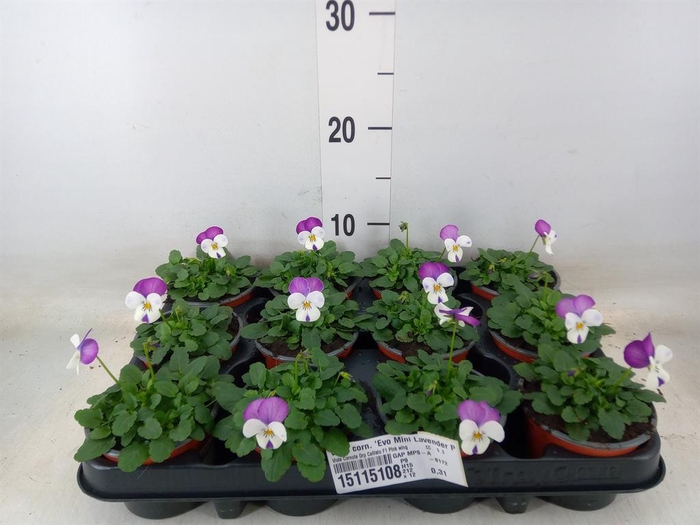 <h4>Viola corn. 'Evo Mini Lavender Pk'</h4>