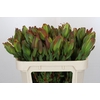 Leucadendron Laurel Yellow Spray