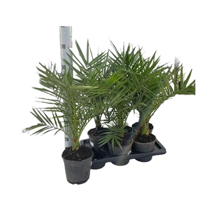 PHOENIX CANARIENSIS