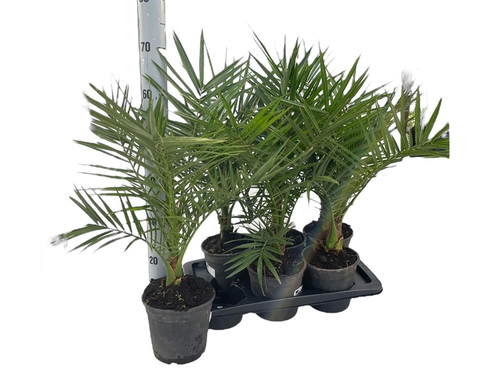 <h4>PHOENIX CANARIENSIS</h4>