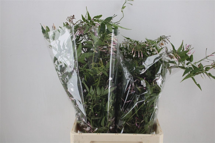 <h4>Jasmijn Ranken P Bunch</h4>