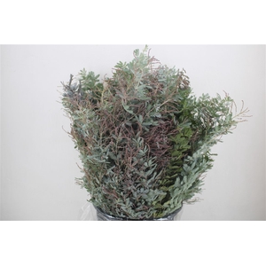 Mimosa Baleana P Bunch