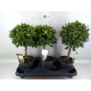 Myrtus communis
