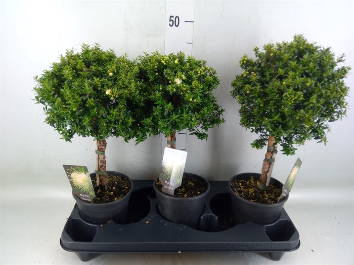 <h4>Myrtus communis</h4>