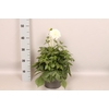 Dahlia 19 cm White