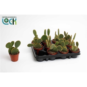 Opuntia Brown