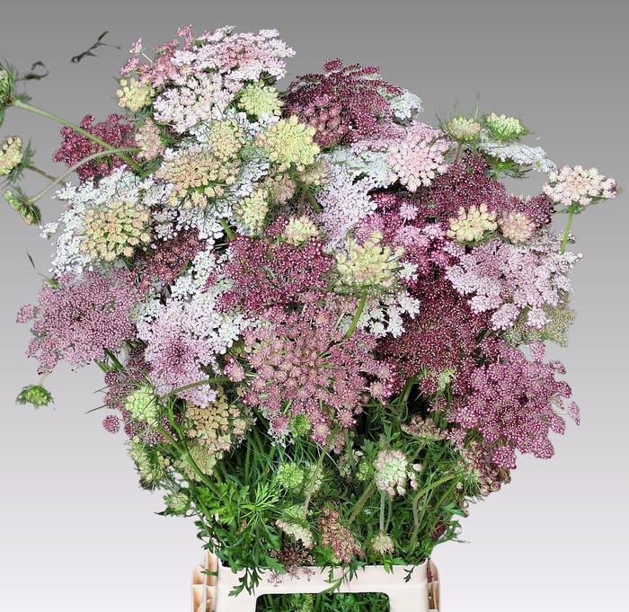 <h4>DAUCUS CAROTA DARA</h4>