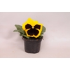 Viola wittrockiana sixpack F1 Yellow with Blotch