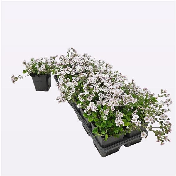 <h4>Gypsophila Cerastioïdes</h4>
