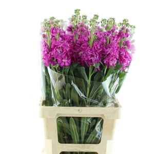 Matth Iron Rose Pink