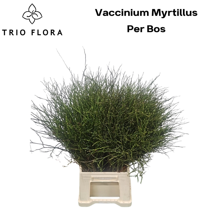 <h4>VACC MYRTILLUS BS</h4>