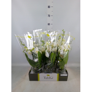 Phalaenopsis   ...white