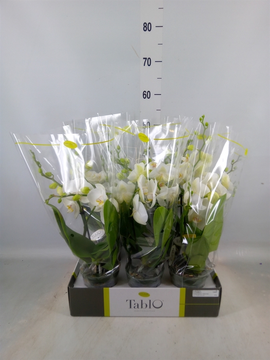 <h4>Phalaenopsis   ...white</h4>