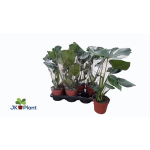 MONSTERA DELICIOSA