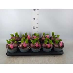 Hyacinthus orie. 'Pearl Pink'