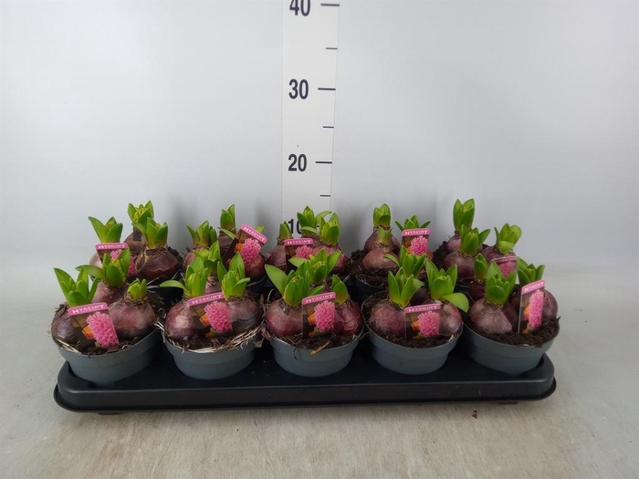 <h4>Hyacinthus orie. 'Pearl Pink'</h4>