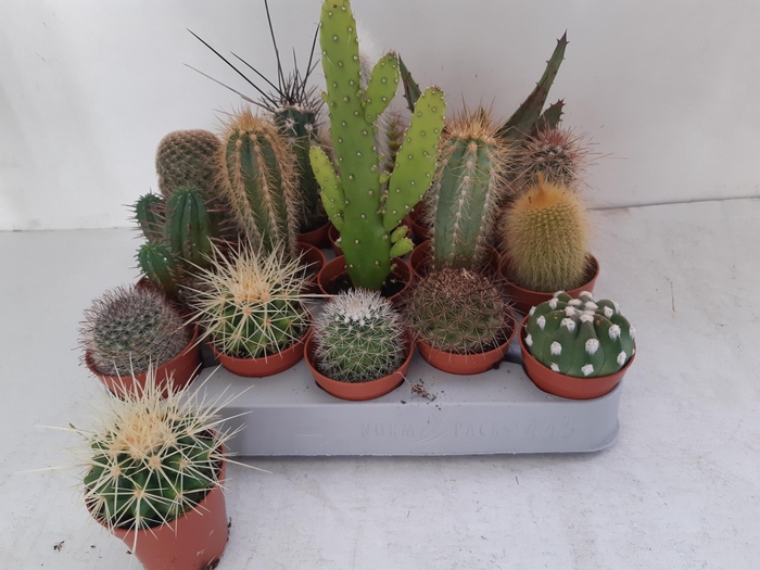 <h4>CACTUS GEM 18 SRT</h4>