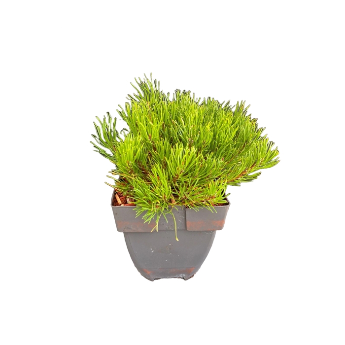 <h4>Pinus mugo 'Mughus' P17</h4>