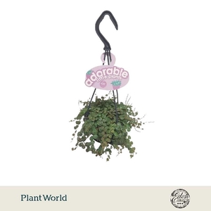 Peperomia prostrata hangpot Adorable Collection