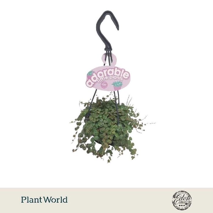 <h4>Peperomia prostrata hangpot Adorable Collection</h4>