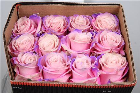 <h4>R Gr Mermaid Ec</h4>