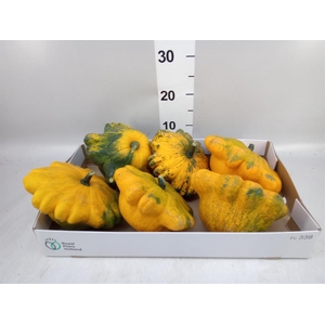 Cucurbita pepo 'Flying Saucer'
