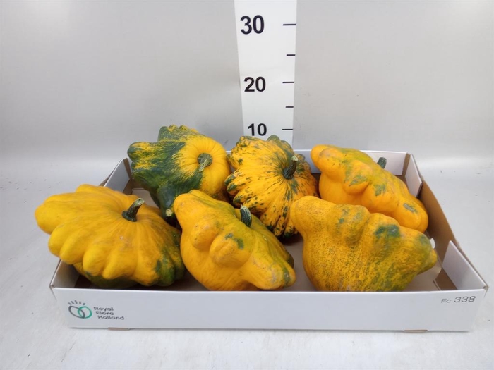 <h4>Cucurbita pepo 'Flying Saucer'</h4>