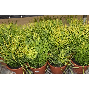 CACTUS EUPHORBIA TIRUCALLI P24