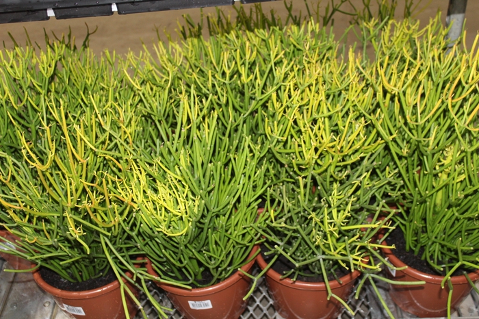 <h4>CACTUS EUPHORBIA TIRUCALLI P24</h4>