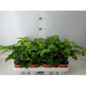 Hedera helix 'Mein Herz'