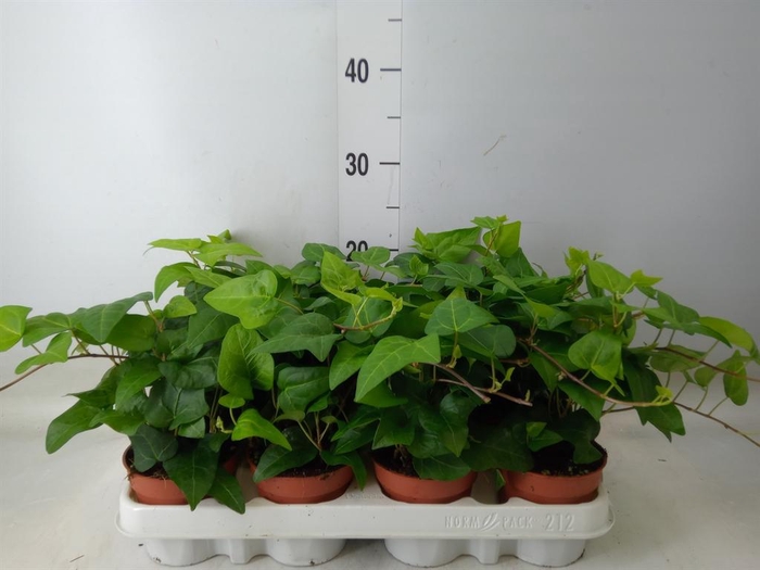 <h4>Hedera helix 'Mein Herz'</h4>