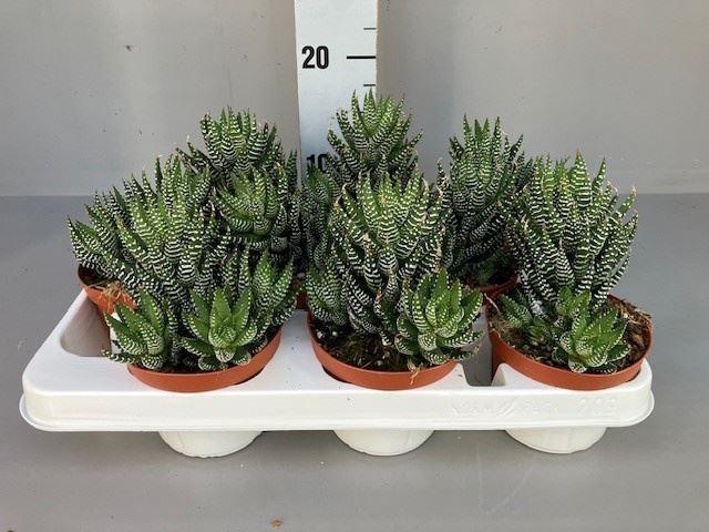 <h4>Haworthia overig</h4>