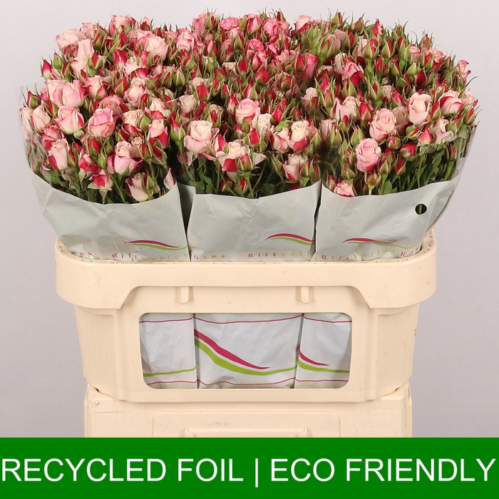 Rosa TR 'Flinders Lane' BRAAM