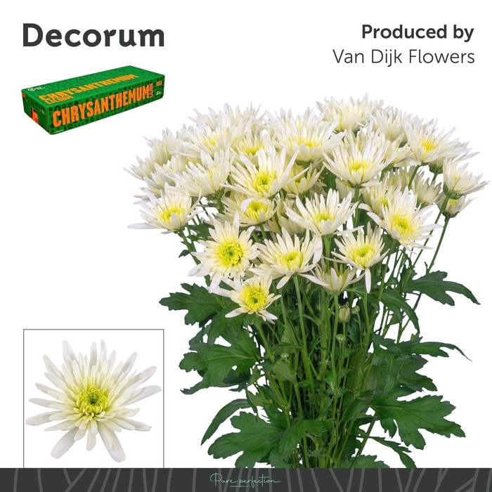 <h4>Chr T Delianne White Decorum</h4>