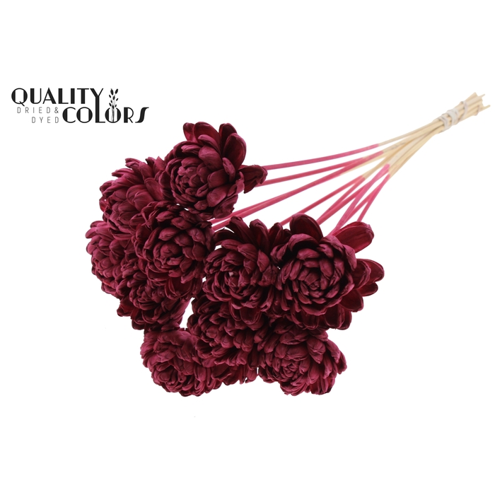 <h4>Shola New Beauty Rose Ø8cm on stem Burgundy</h4>