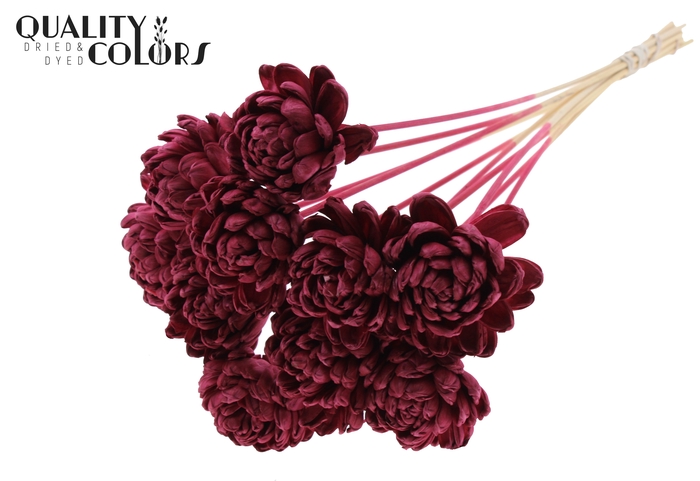 Shola New Beauty Rose Ø8cm on stem Burgundy