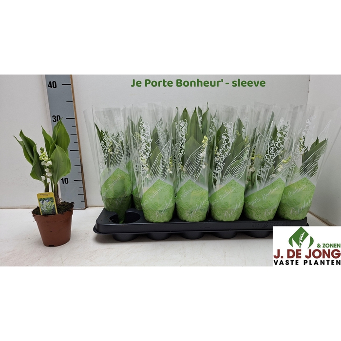 <h4>CONVALLARIA MAJALIS</h4>