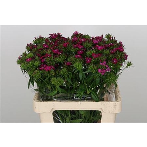 DI BARB AMAZONE NEON CHERY 60CM