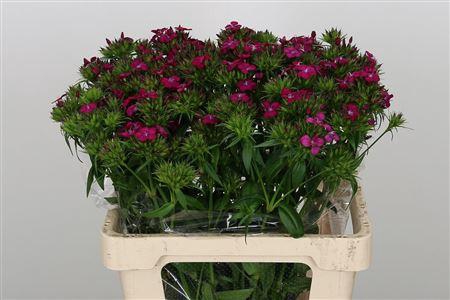 <h4>DI BARB AMAZONE NEON CHERY 60CM</h4>