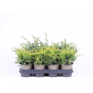 Juniperus overig