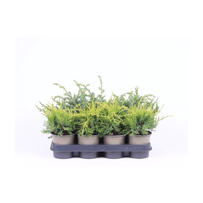 <h4>Juniperus gemengde bak</h4>