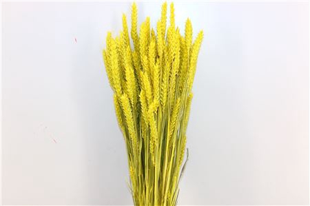 <h4>Dried Triticum X5 Yellow Bunch</h4>