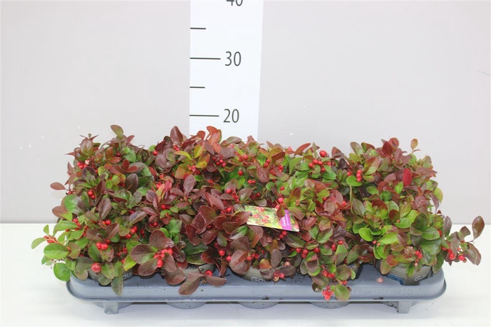 <h4>Gaultheria Procumb</h4>