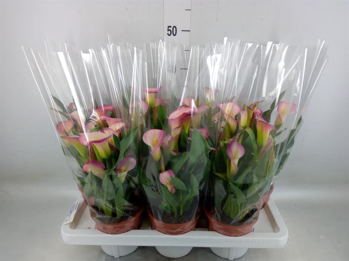<h4>Zantedeschia   ...</h4>