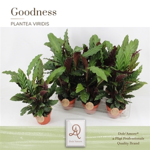 Calathea Rufibarba P14 Dolc'Amore® Etiket