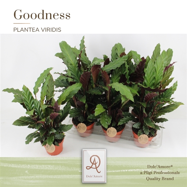 <h4>Calathea Rufibarba P14 Dolc'Amore® Etiket</h4>