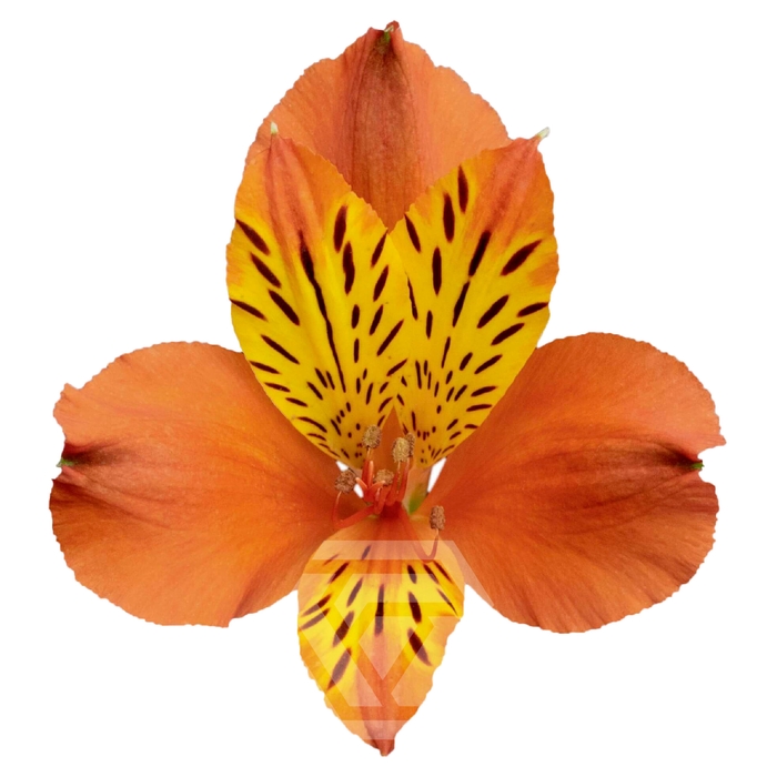 <h4>ALSTR ICARIUS Tessa</h4>