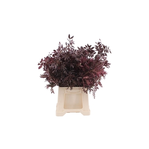 Pistache Geverfd Bordeaux