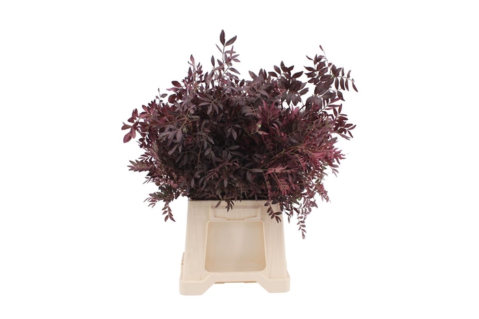 <h4>Pistache Geverfd Bordeaux</h4>